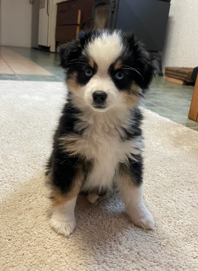 Miniature/Toy Australian Shepherds