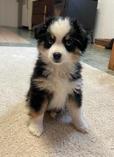 Miniature/Toy Australian Shepherds