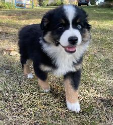 Miniature/Toy Australian Shepherds - Photo 2