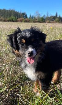 Miniature/Toy Australian Shepherds - Photo 3