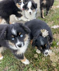 Miniature/Toy Australian Shepherds - Photo 4