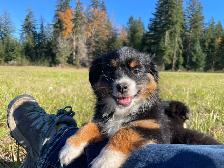 Miniature/Toy Australian Shepherds - Photo 5