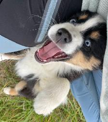 Miniature/Toy Australian Shepherds - Photo 6
