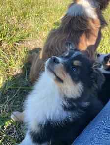 Miniature/Toy Australian Shepherds - Photo 7