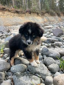 Miniature/Toy Australian Shepherds - Photo 8