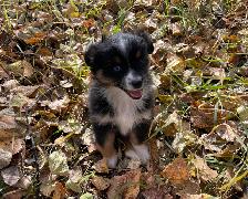 Miniature/Toy Australian Shepherds - Photo 9