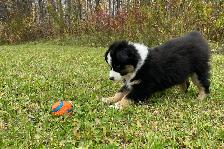 Miniature/Toy Australian Shepherds - Photo 10