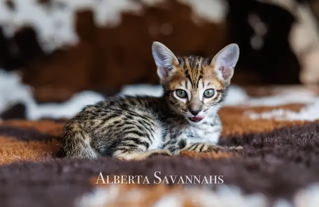 Savannah kittens  TICA REGISTERED