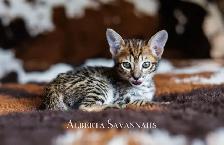Savannah kittens  TICA REGISTERED