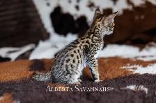 Savannah kittens  TICA REGISTERED - Photo 2