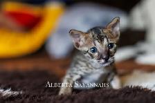 Savannah kittens  TICA REGISTERED - Photo 3