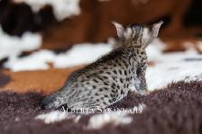 Savannah kittens  TICA REGISTERED - Photo 4