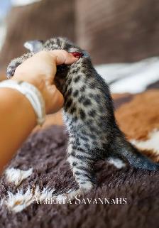 Savannah kittens  TICA REGISTERED - Photo 5
