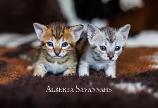 Savannah kittens  TICA REGISTERED - Photo 6