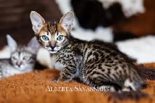 Savannah kittens  TICA REGISTERED - Photo 7