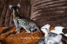 Savannah kittens  TICA REGISTERED - Photo 8