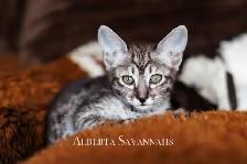 Savannah kittens  TICA REGISTERED - Photo 9