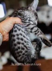 Savannah kittens  TICA REGISTERED - Photo 10