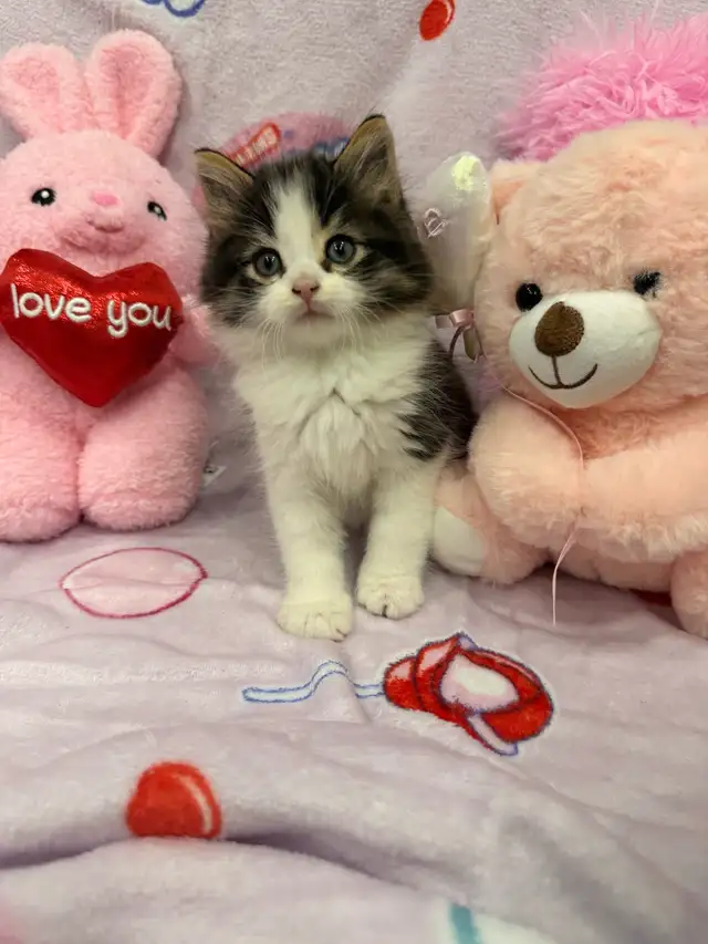 •••⭐️❤️ Siberian Kittens ❤️⭐️•••(647) 362-8118