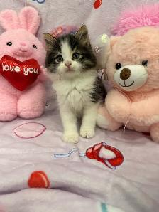 •••⭐️❤️ Siberian Kittens ❤️⭐️•••(647) 362-8118