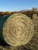 HAY FOR SALE
