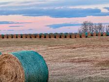 HAY FOR SALE - Photo 4