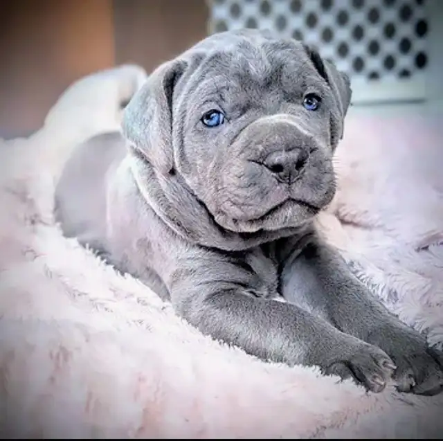 Beautiful Blue Italian Cane Corso puppies