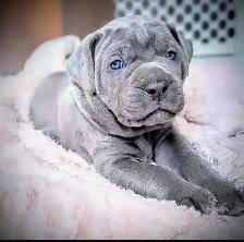 Beautiful Blue Italian Cane Corso puppies