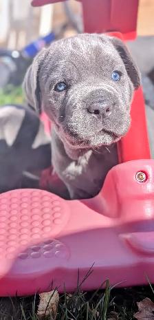Beautiful Blue Italian Cane Corso puppies - Photo 2
