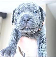 Beautiful Blue Italian Cane Corso puppies - Photo 3