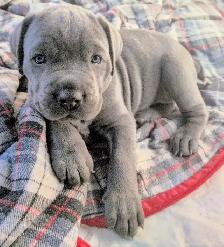 Beautiful Blue Italian Cane Corso puppies - Photo 4