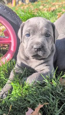 Beautiful Blue Italian Cane Corso puppies - Photo 5