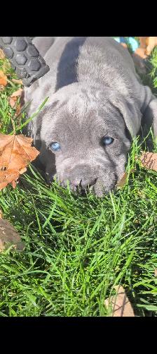 Beautiful Blue Italian Cane Corso puppies - Photo 6