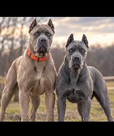 Beautiful Blue Italian Cane Corso puppies - Photo 7