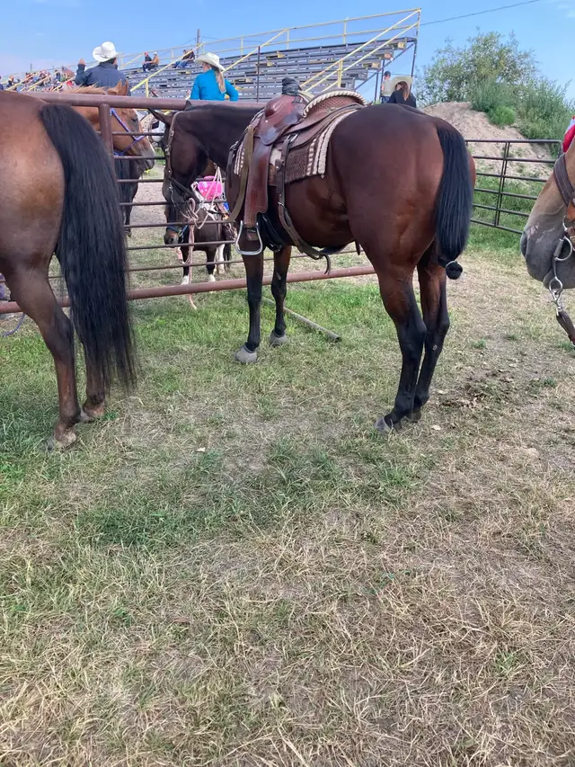 rope horse