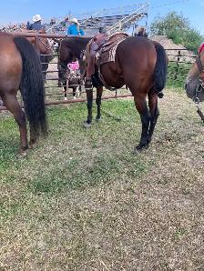 rope horse