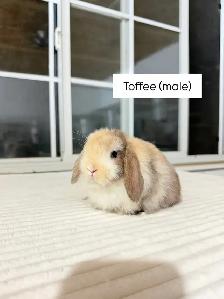 Adorable Holland Lop baby bunnies