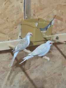 Pair of Diamond Doves