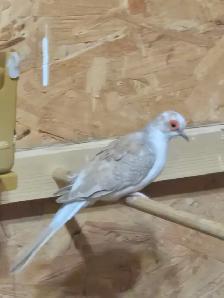 Pair of Diamond Doves - Photo 2