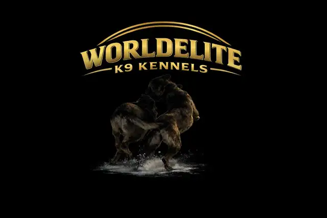 Worldelite K9 Kennels. Belgian Malinois Puppies