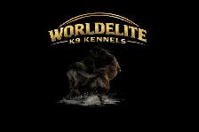 Worldelite K9 Kennels. Belgian Malinois Puppies