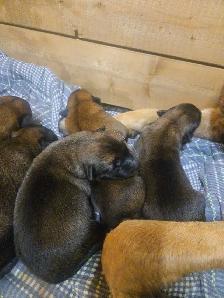 Worldelite K9 Kennels. Belgian Malinois Puppies - Photo 2