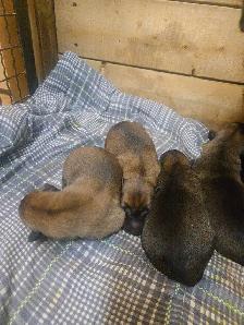 Worldelite K9 Kennels. Belgian Malinois Puppies - Photo 3