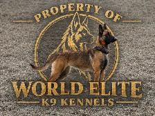 Worldelite K9 Kennels. Belgian Malinois Puppies - Photo 4