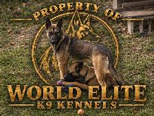 Worldelite K9 Kennels. Belgian Malinois Puppies - Photo 5
