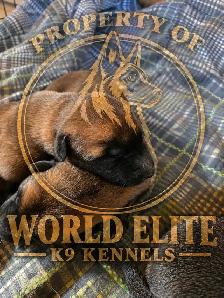 Worldelite K9 Kennels. Belgian Malinois Puppies - Photo 6