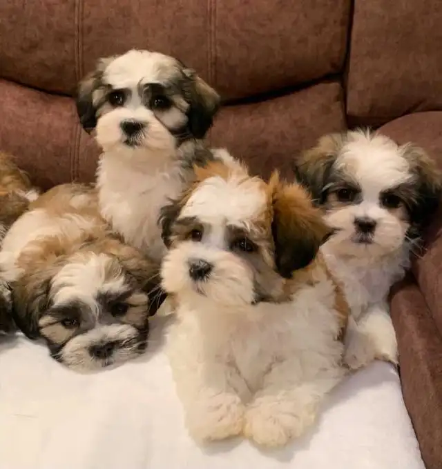 MALSHI PUPPIES
