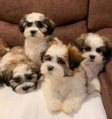 MALSHI PUPPIES