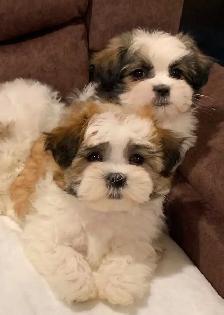 MALSHI PUPPIES - Photo 2