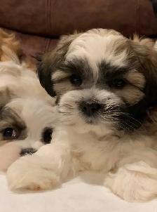 MALSHI PUPPIES - Photo 3